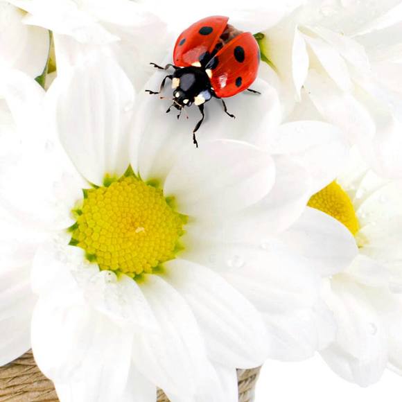 Meet your Posher, Nikita