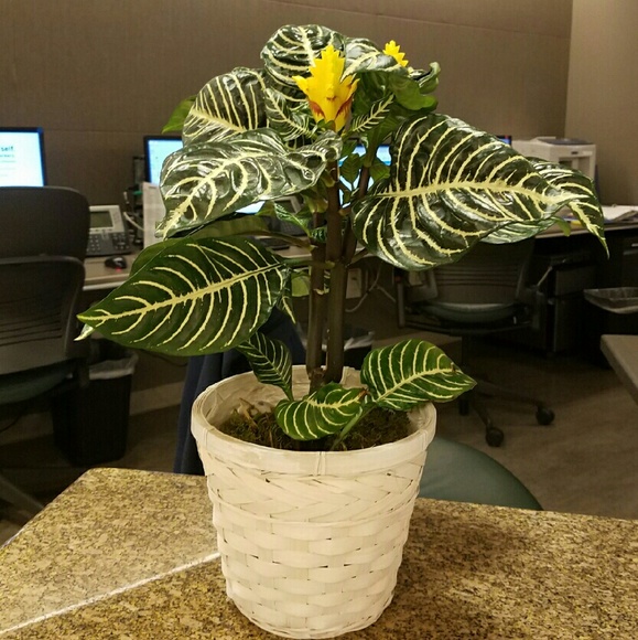 Meet your Posher, Nina