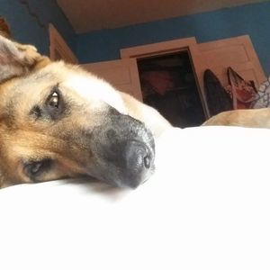 Meet your Posher, Jake