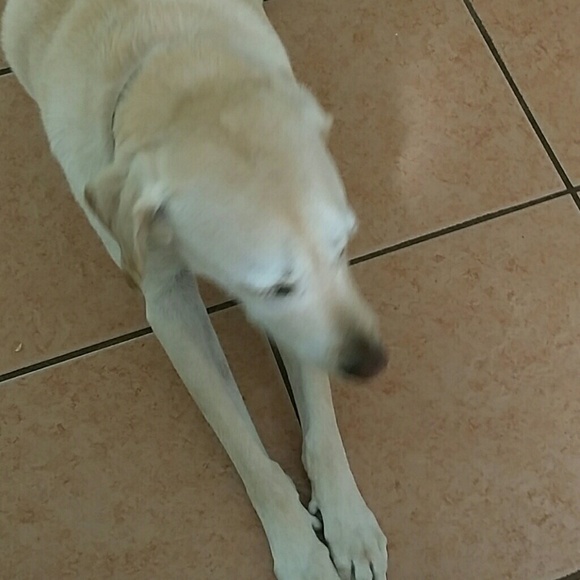 Meet your Posher, Cassie - Picture 1 of 1