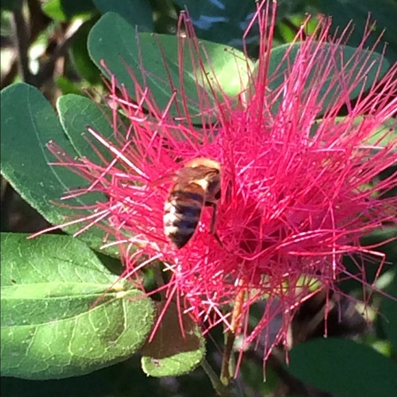 Meet your Posher, Chloe - Picture 1 of 1