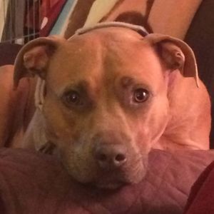 Meet your Posher, Ann