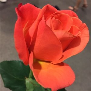 Meet your Posher, Iris