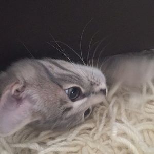 Meet your Posher, Andrei