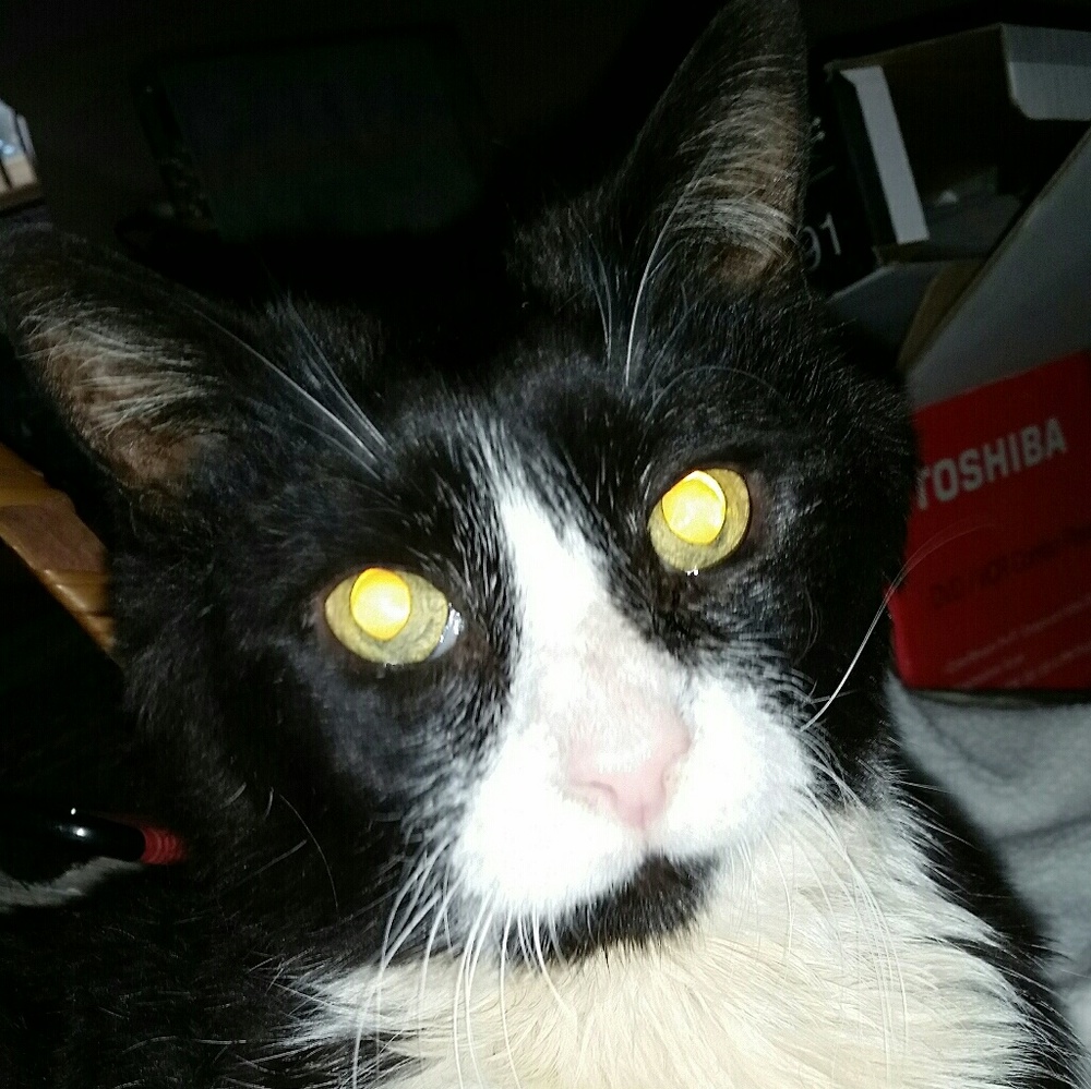 Meet your Posher, Lee