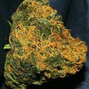 Meet your Posher, Cayden