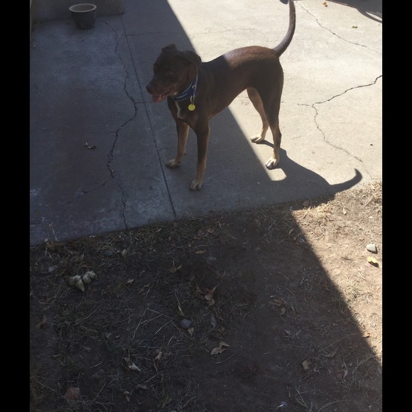 💝🐶LOVE and APPRECIATION 😘❤️🎈 - Picture 2 of 2