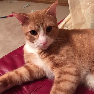 Meet your Posher, Thomas