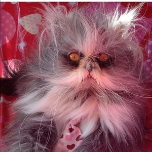 Meet your Posher, Adrian