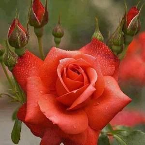 Meet your Posher, Jeannette