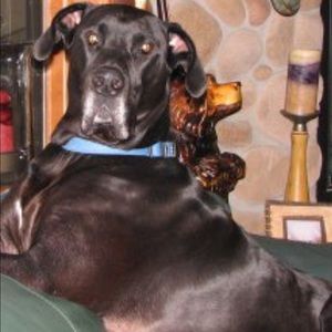 Meet your Posher, Deann