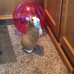 Meet your Posher, Becky