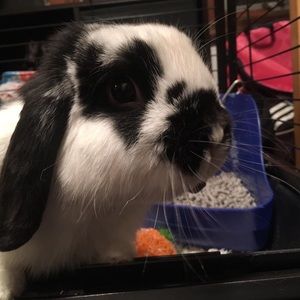 Meet your Posher, Lisa