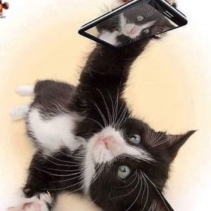 Meet your Posher, Tea