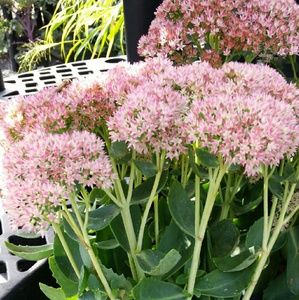 Meet your Posher, Sheila