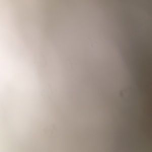 Meet your Posher, Ally