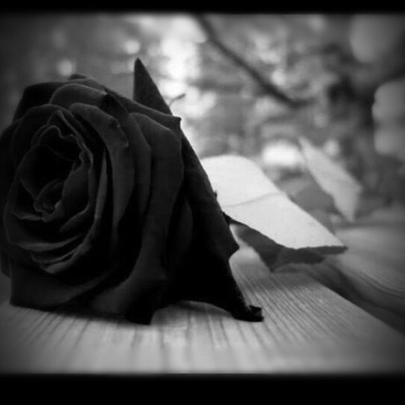 Meet your Posher, Luz