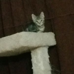 Meet your Posher, Iolene