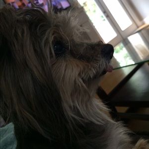 Meet your Posher, Laci