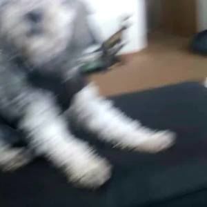 Meet your Posher, Blaine