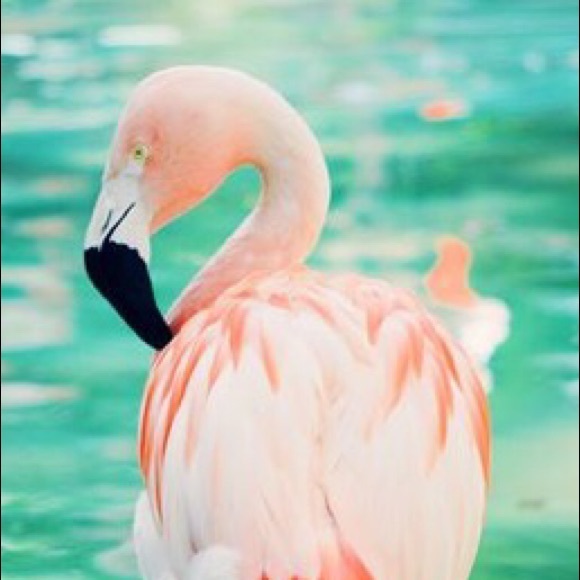 Meet your Posher, Brooklyn - Picture 1 of 1