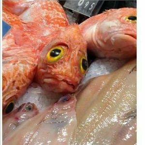 Meet your Posher, Israel