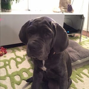 Meet your Posher, Petra