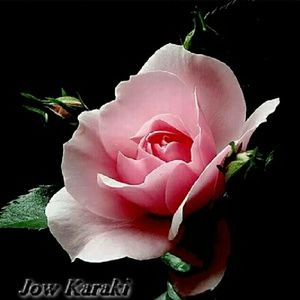 Meet your Posher, Venette