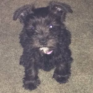 Meet your Posher, Billie