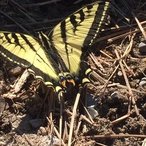 Meet your Posher, Denise