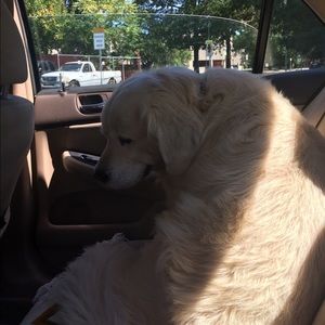 Meet your Posher, Hailey