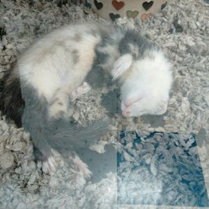 Meet your Posher, Leah