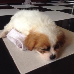 Meet your Posher, Đăng