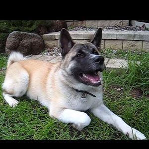 Meet your Posher, Kitna