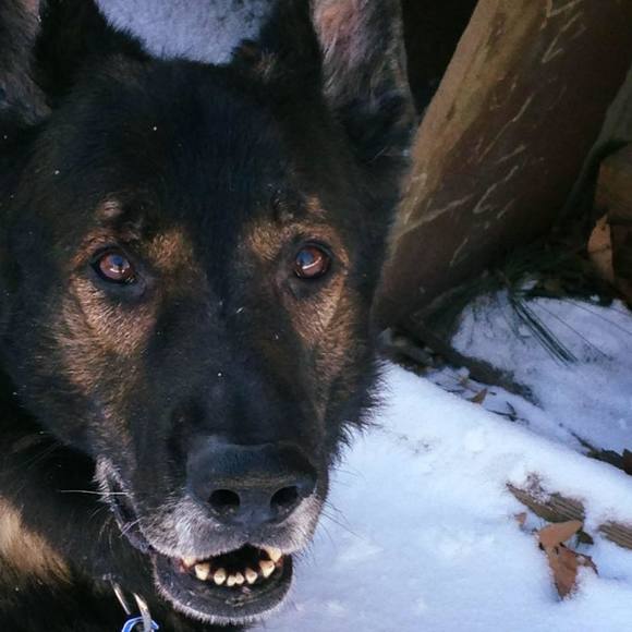 Meet your Posher, Nicole - Picture 1 of 1