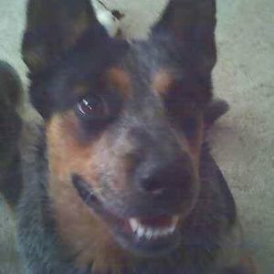 Meet your Posher, Julie