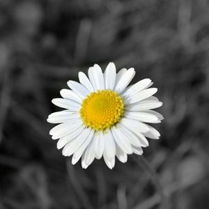 Meet your Posher, Fatostara