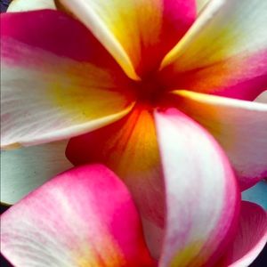 Meet your Posher, Tami