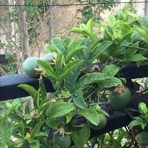 Meet your Posher, Fay