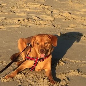 Meet your Posher, Leni