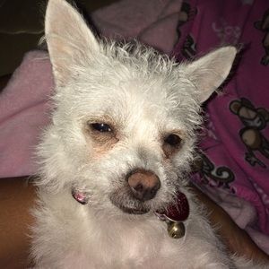 Meet your Posher, Tara