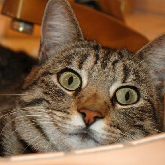 Meet your Posher, Roxie