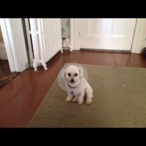 Meet your Posher, Allison