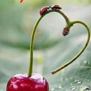 Meet your Posher, Sherry