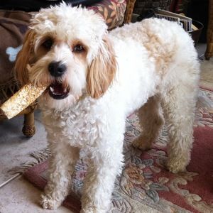 Meet your Posher, Annie