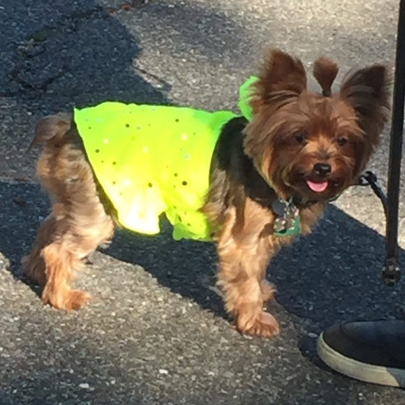 Meet your Posher, Sylvia - Picture 2 of 3