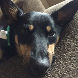 Meet your Posher, Leland