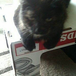 Meet your Posher, Amaya