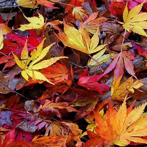 Meet your Posher, Billie