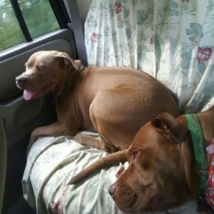 Meet your Posher, Robin